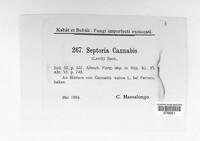 Septoria cannabis image